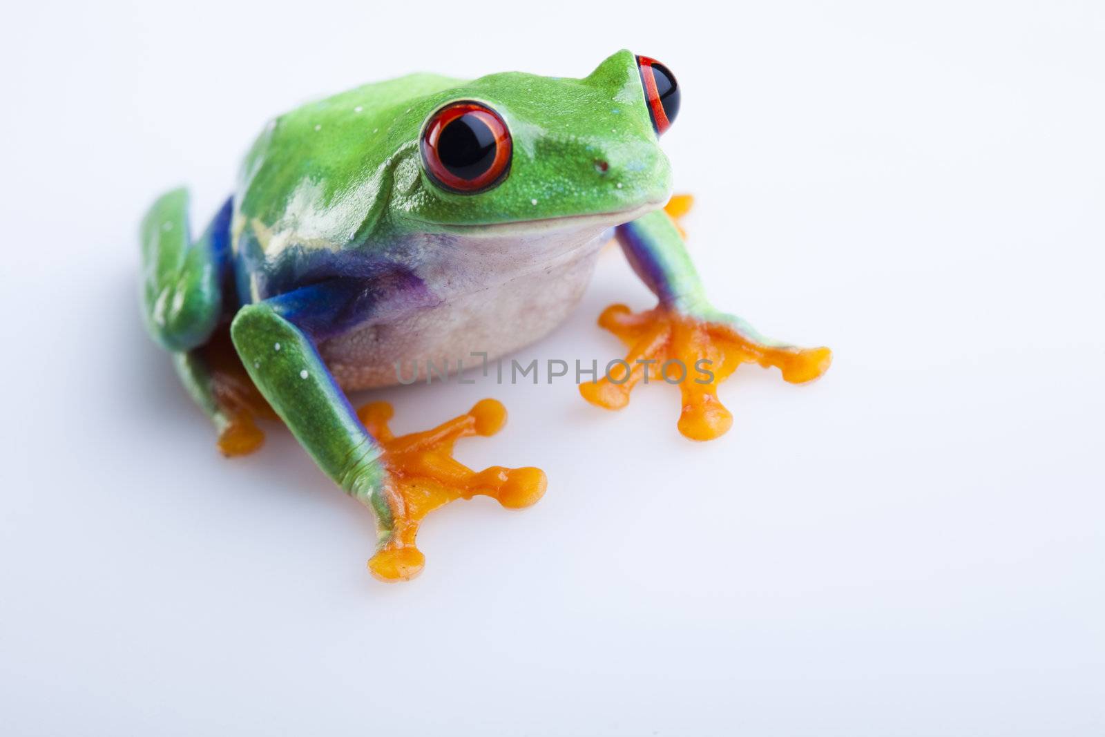 Frog - small animal with smooth skin and long legs that are used for jumping. 