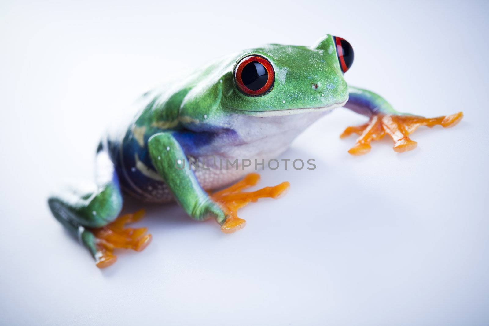 Frog - small animal with smooth skin and long legs that are used for jumping. 