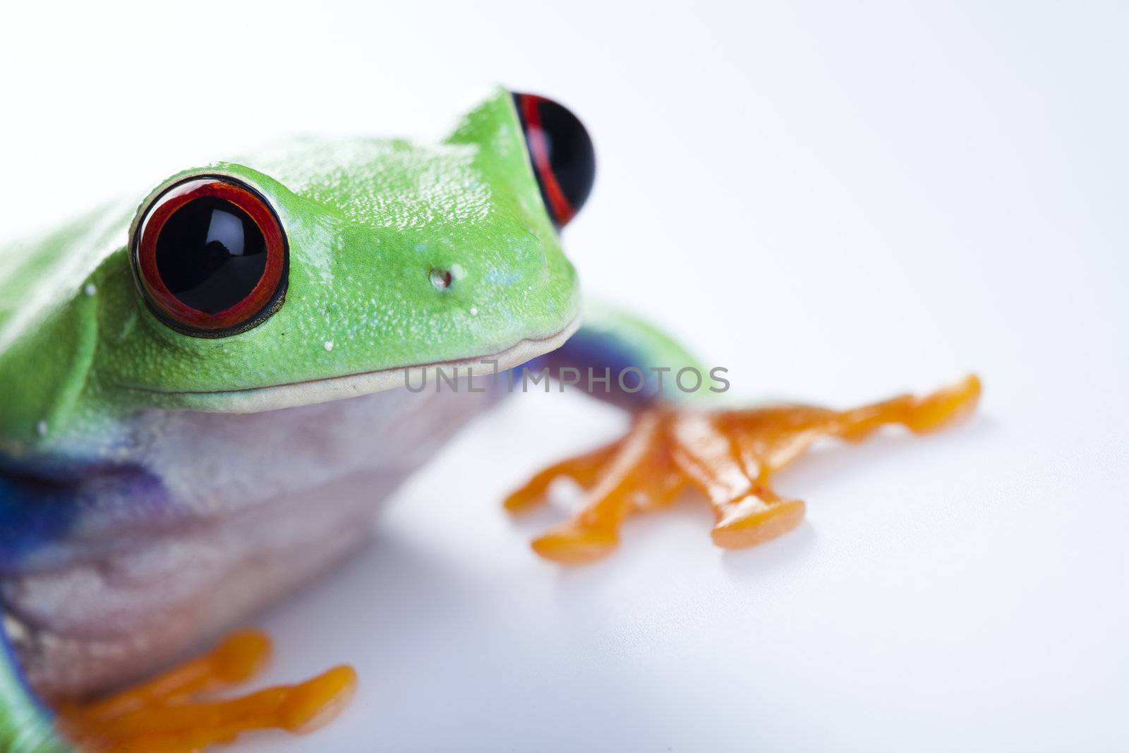 Red eyed tree frog by JanPietruszka