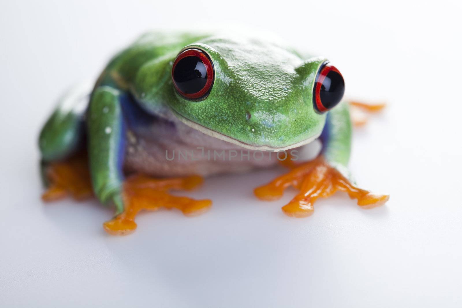 Tree frog by JanPietruszka