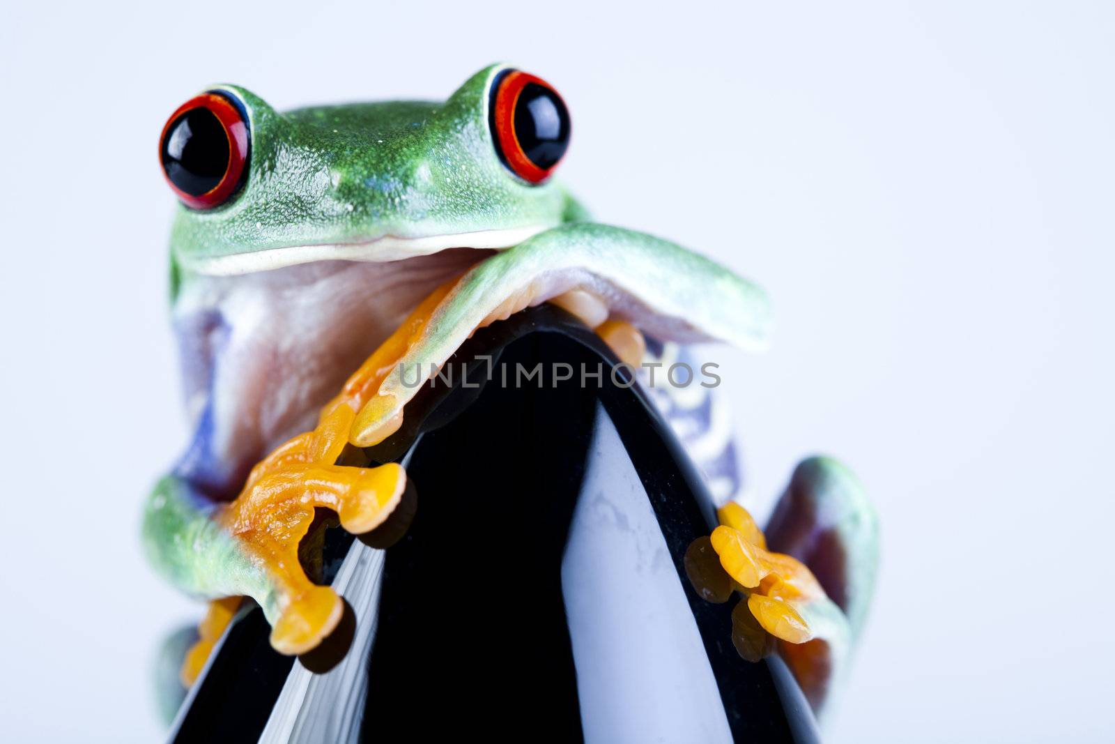 Frog - small animal with smooth skin and long legs that are used for jumping. 