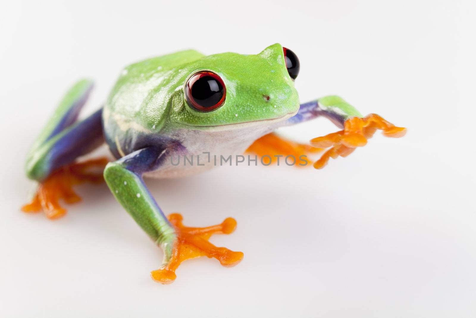 Red eyed tree frog by JanPietruszka