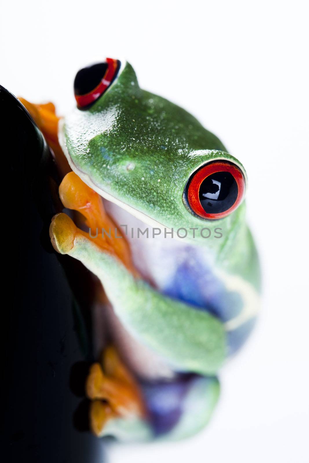 Frog by JanPietruszka