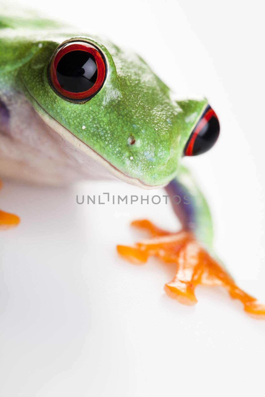 Frog - small animal with smooth skin and long legs that are used for jumping. 