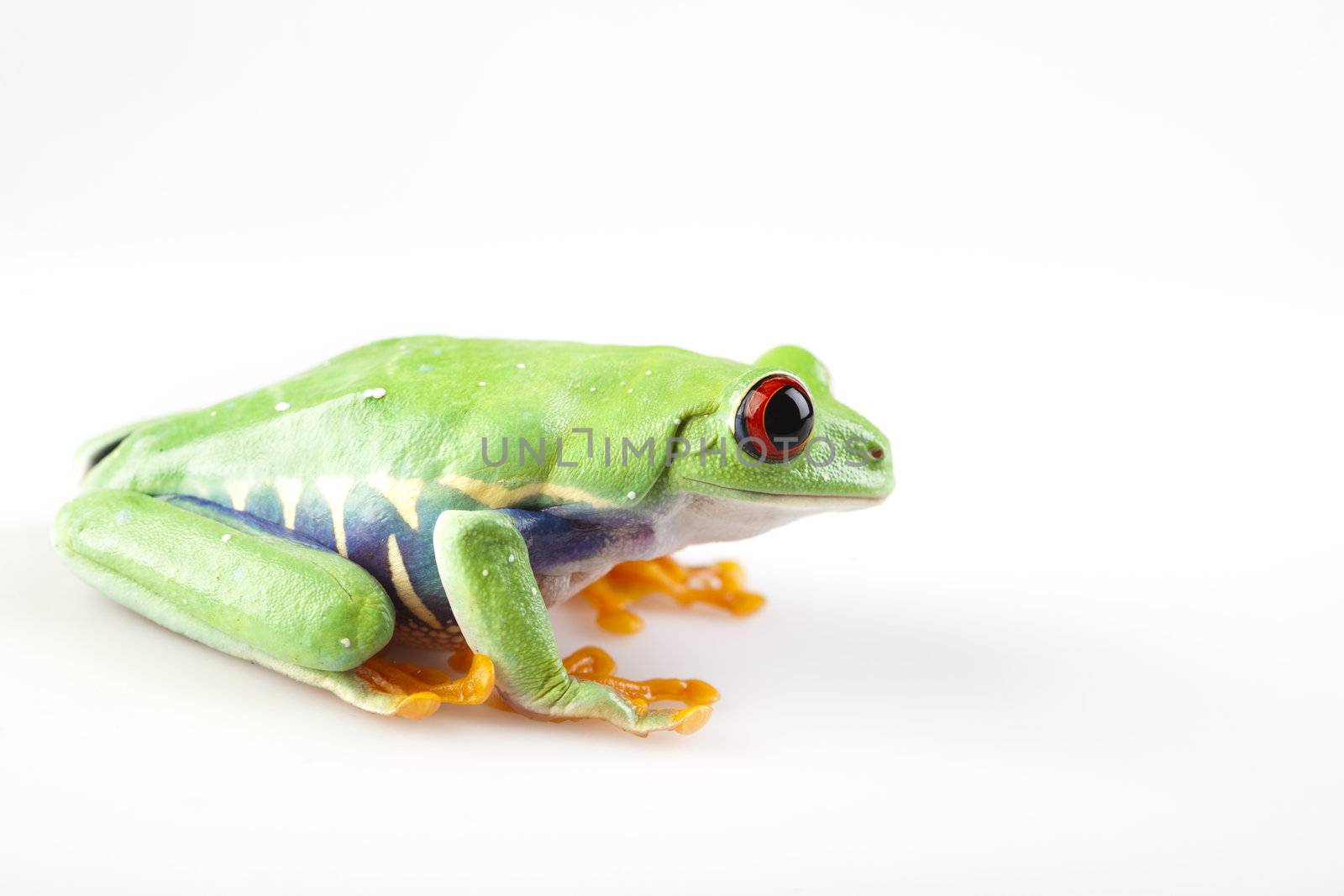 Frog - small animal with smooth skin and long legs that are used for jumping. 