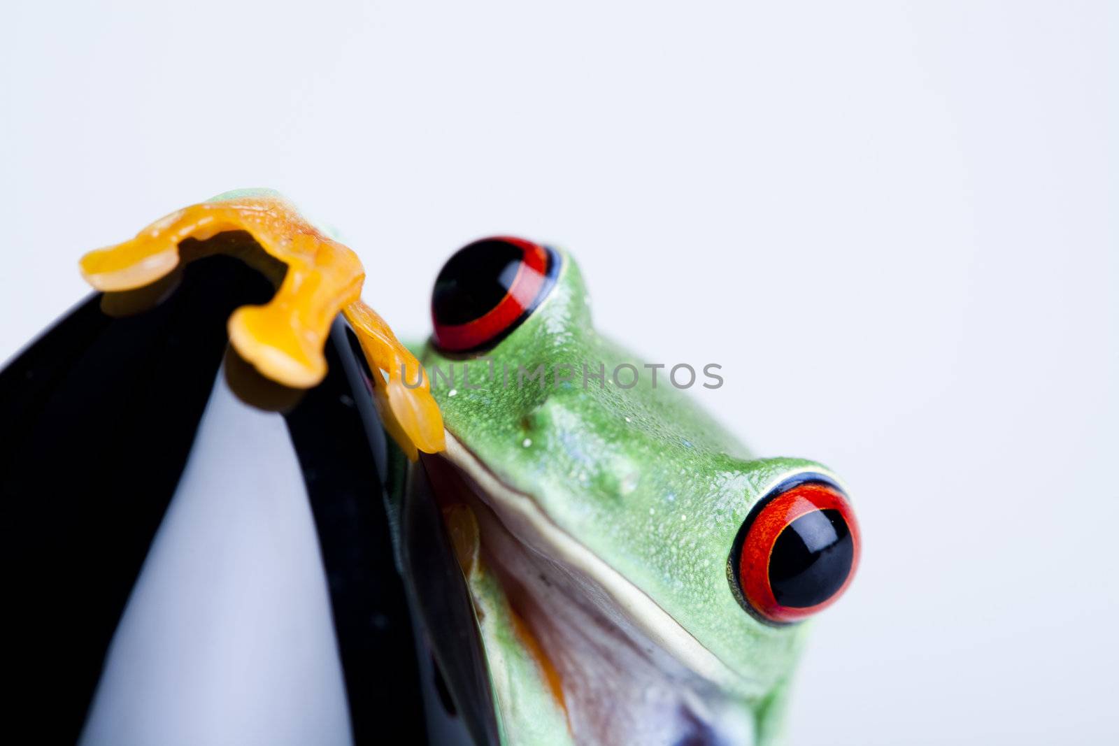 Spaceship in frog by JanPietruszka