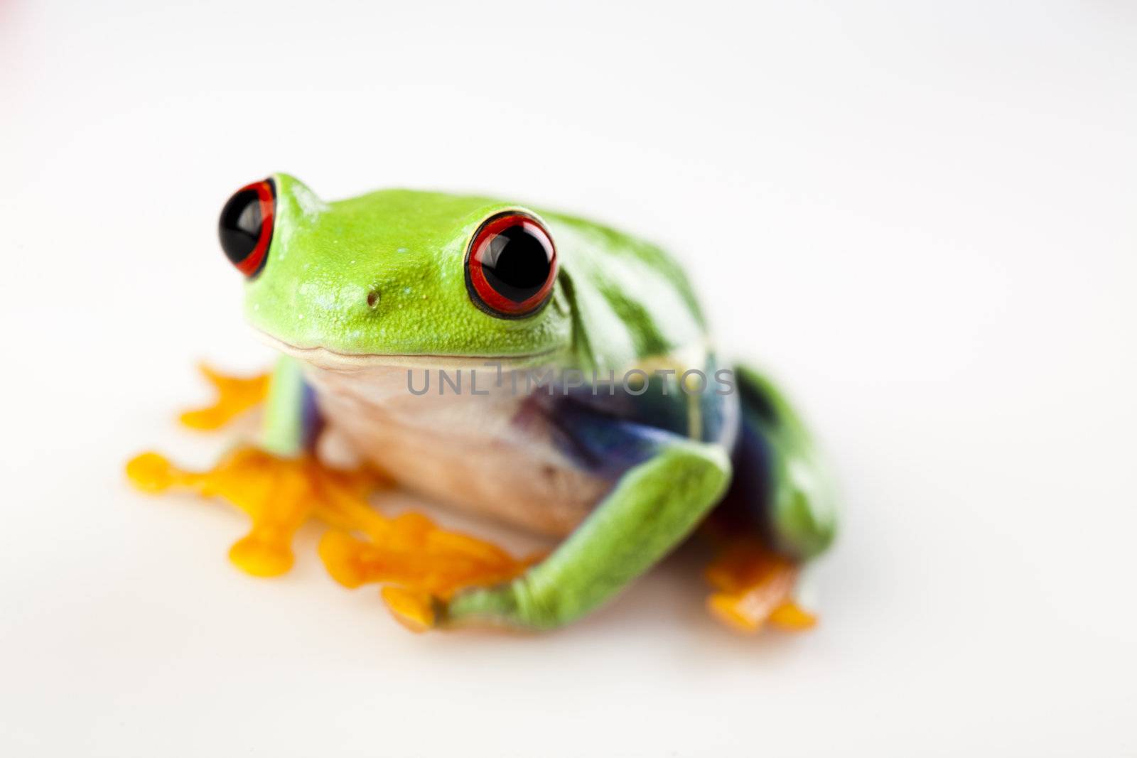 Small animal red eyed frog by JanPietruszka