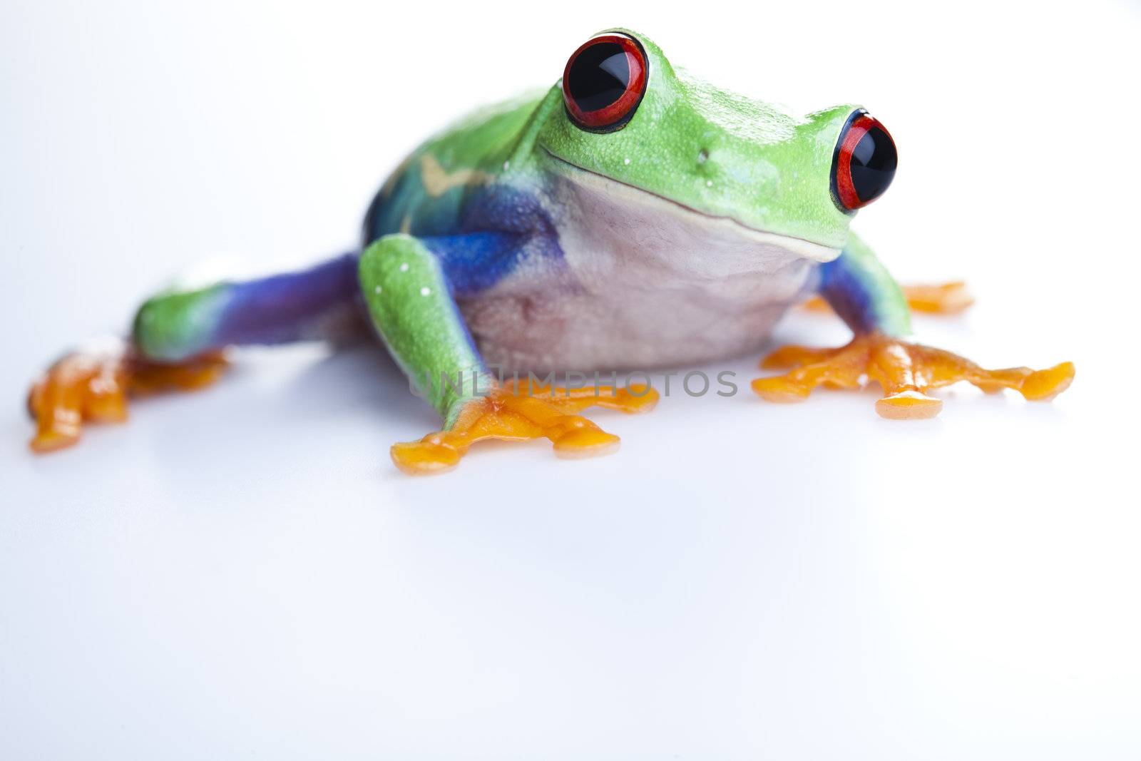 Crazy frog by JanPietruszka