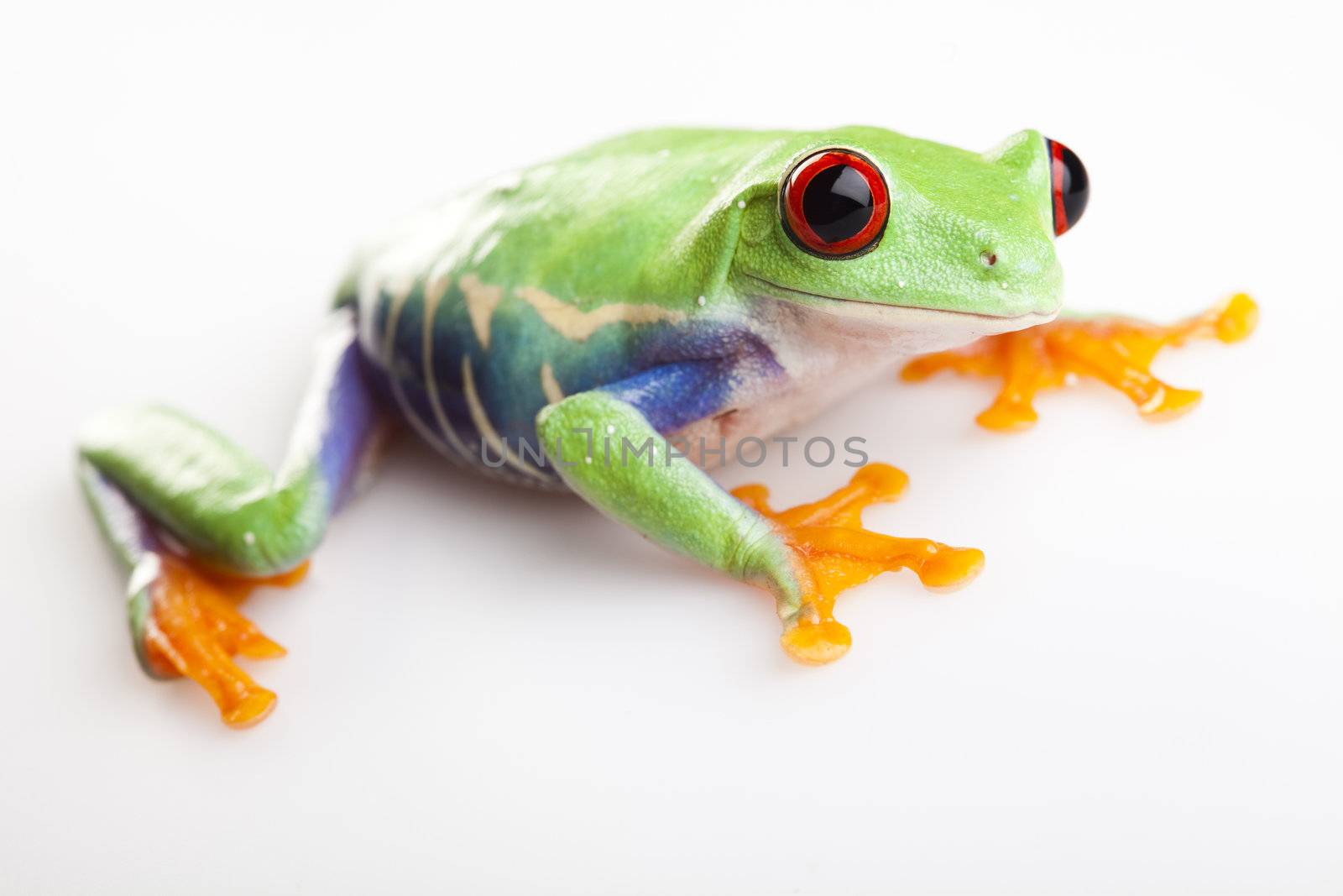 Crazy frog by JanPietruszka