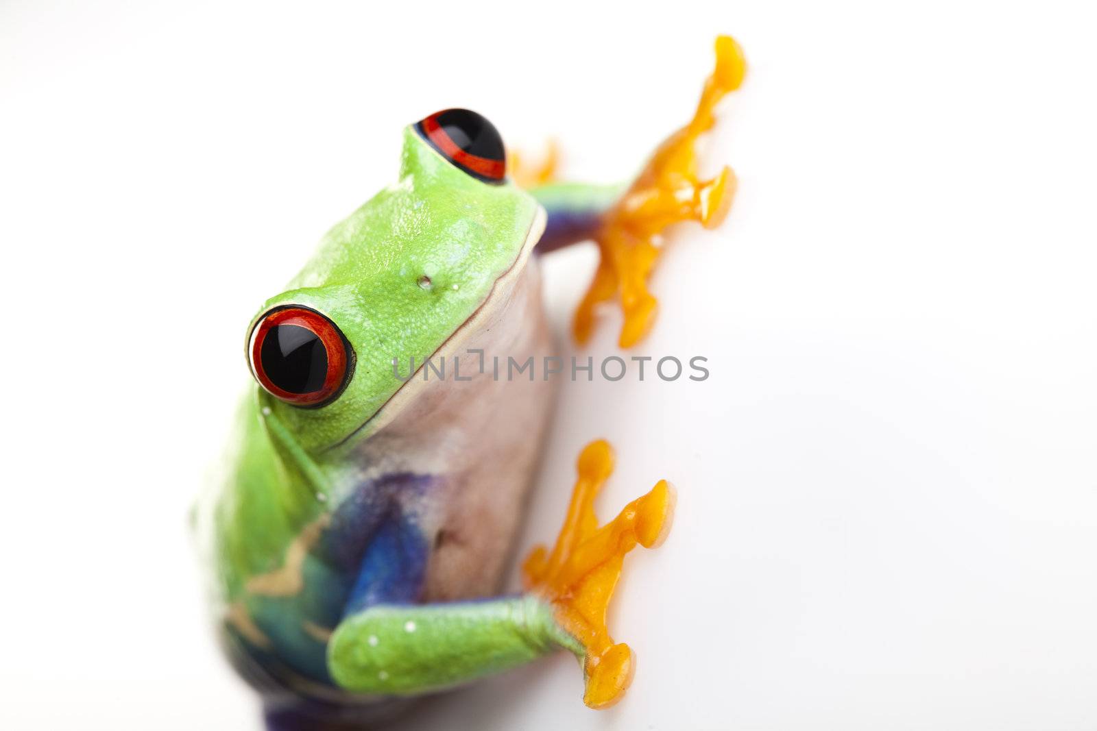 Green frog by JanPietruszka