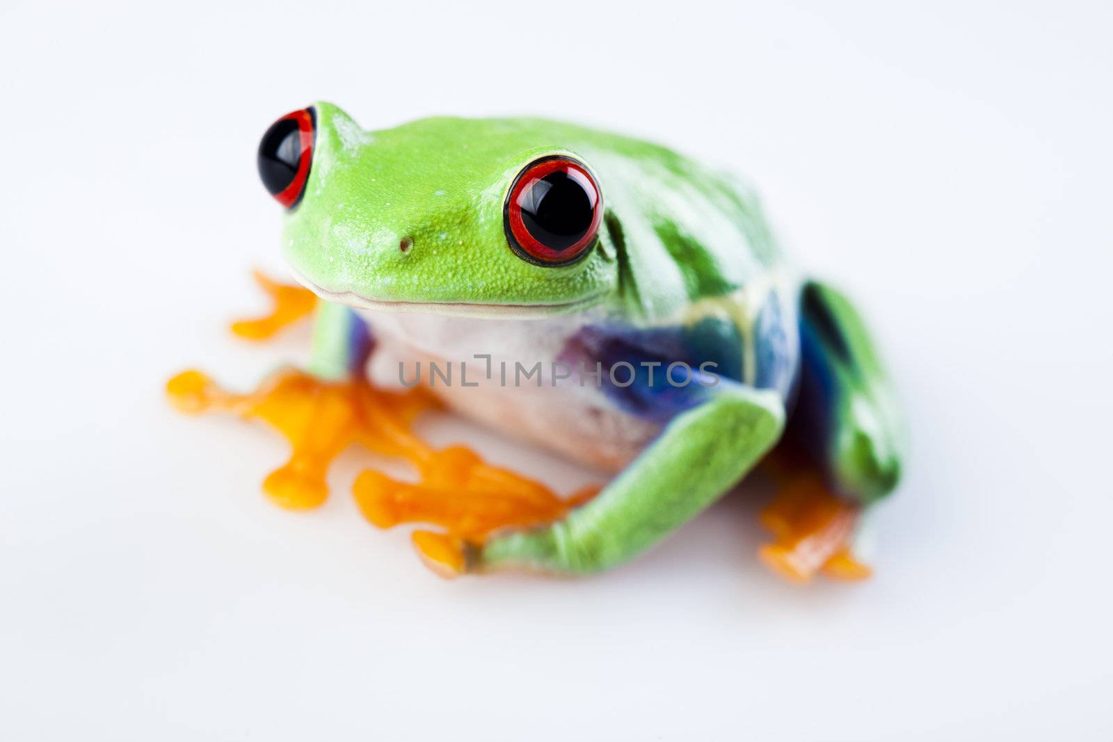 Frog - small animal with smooth skin and long legs that are used for jumping. 