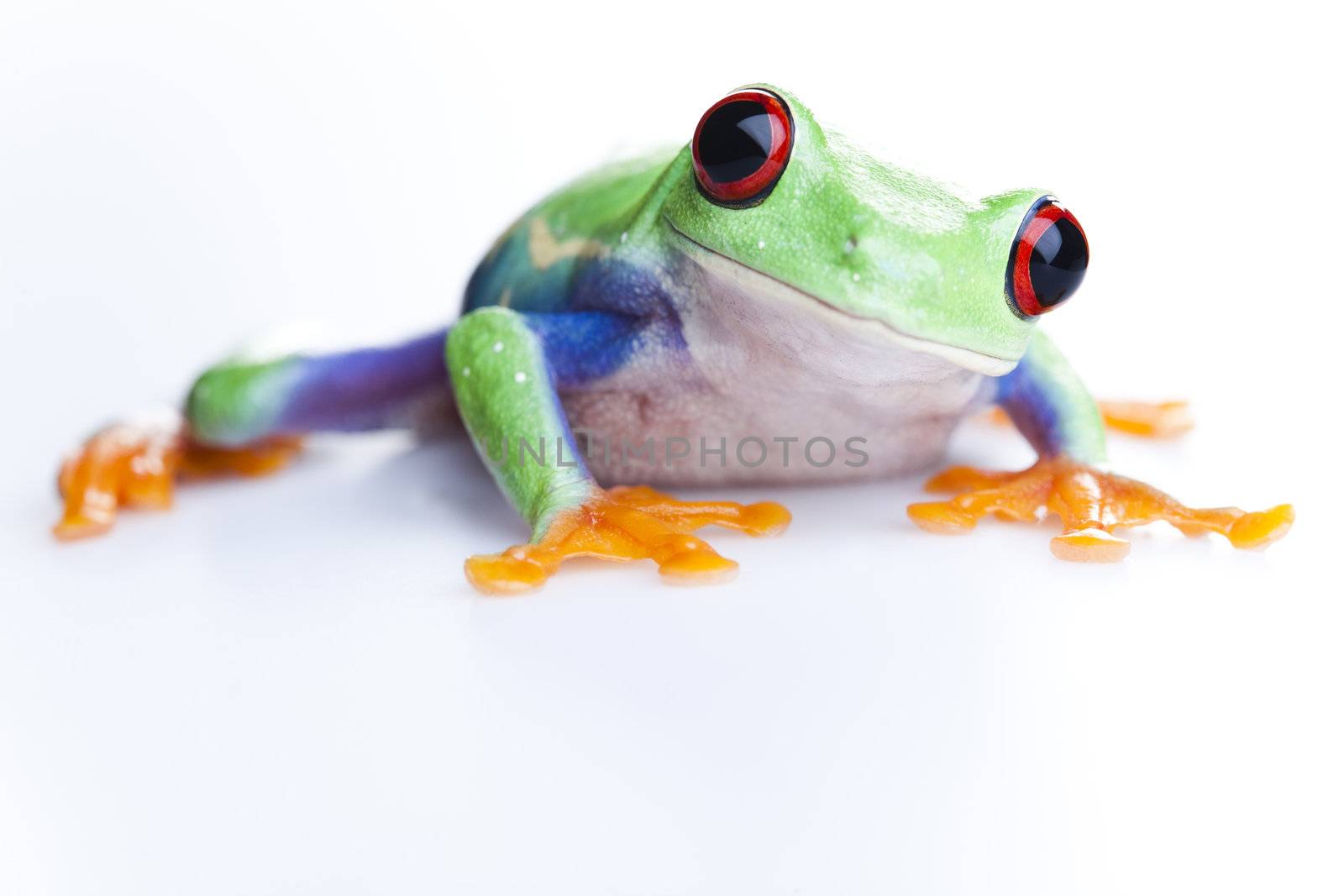 Green frog by JanPietruszka