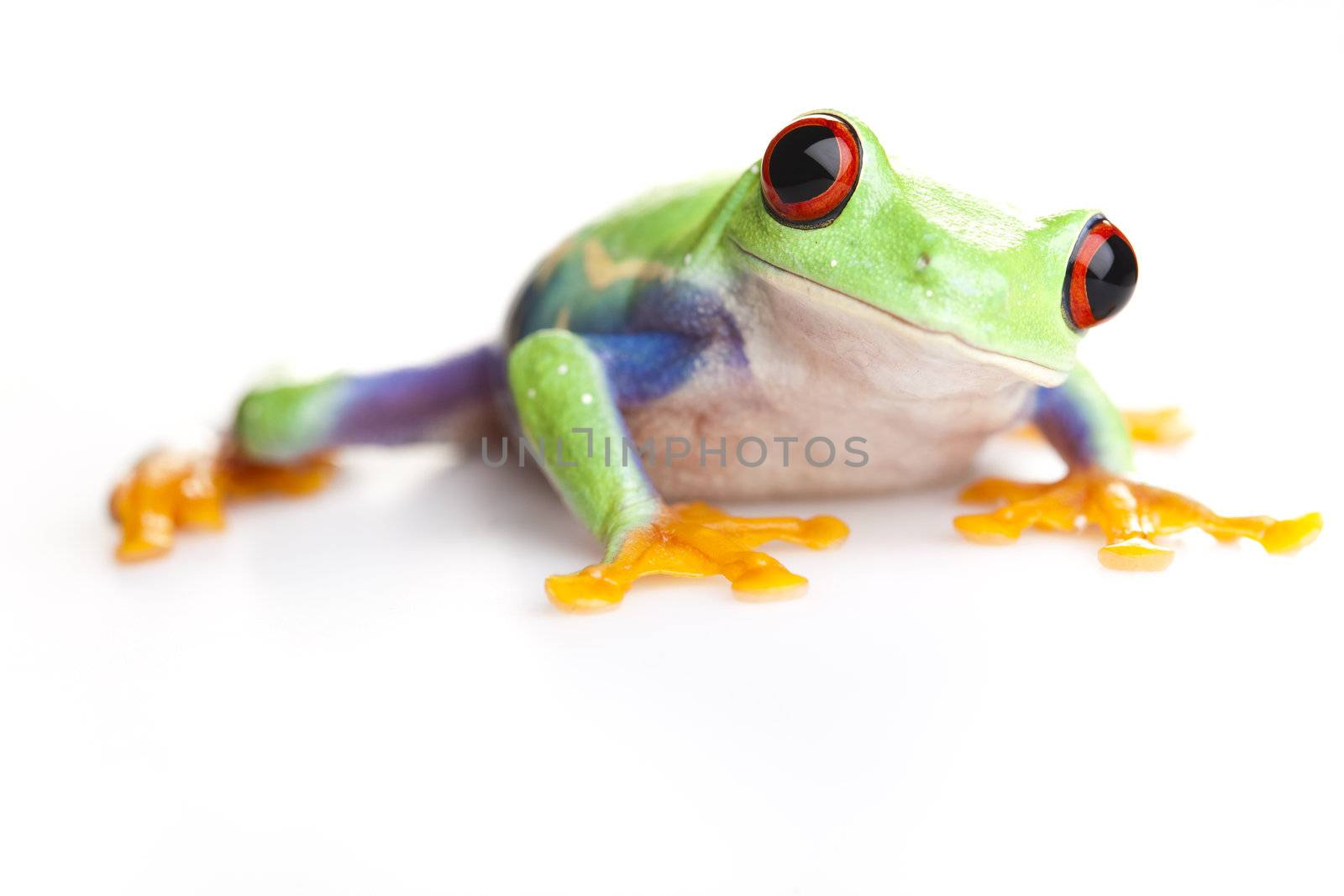 Crazy frog by JanPietruszka