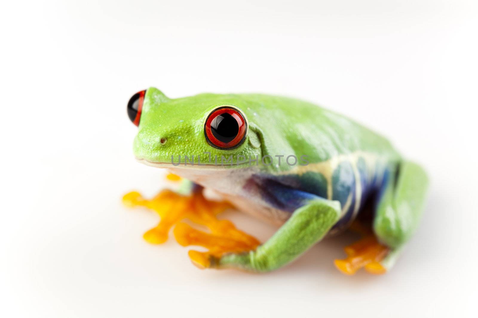 Tree frog by JanPietruszka