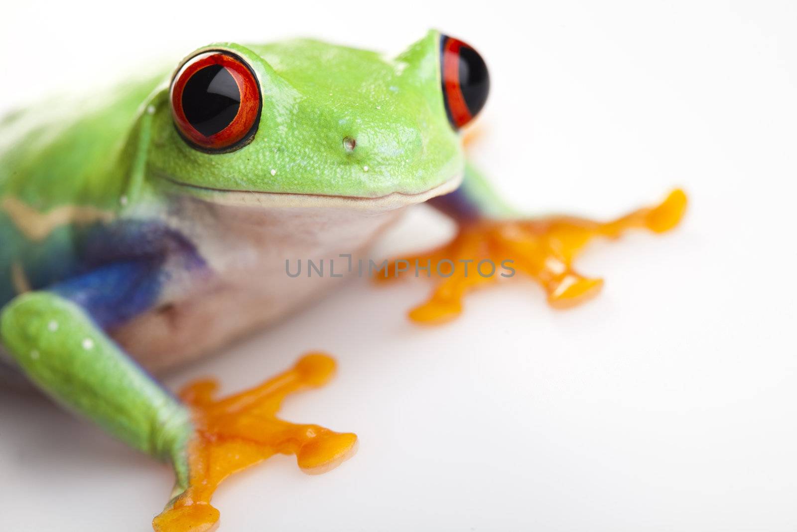 Frog - small animal with smooth skin and long legs that are used for jumping. 