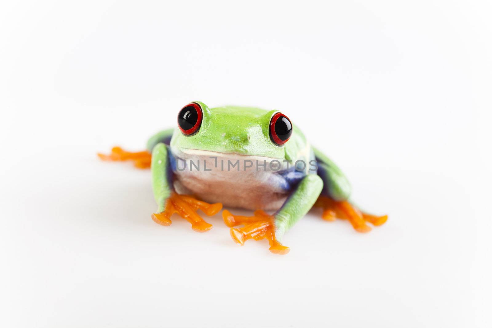 Small frog by JanPietruszka