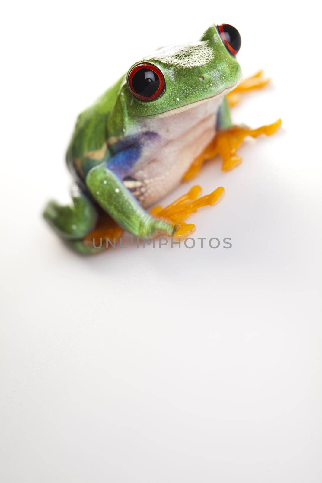 Frog - small animal with smooth skin and long legs that are used for jumping. 