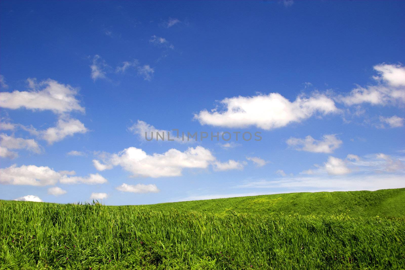 Green field landscape by Iko