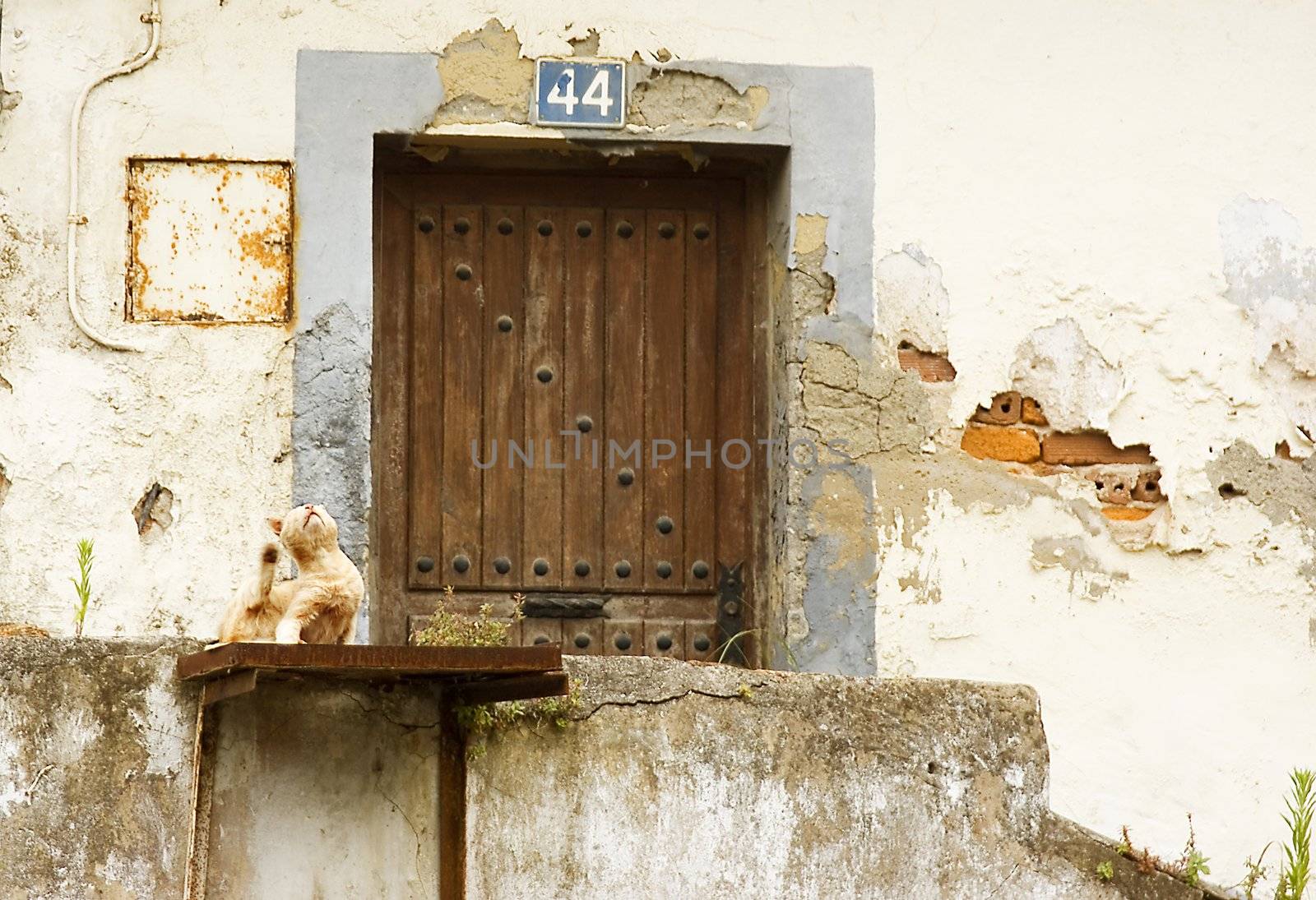 a cat in front of a grunge vintage door