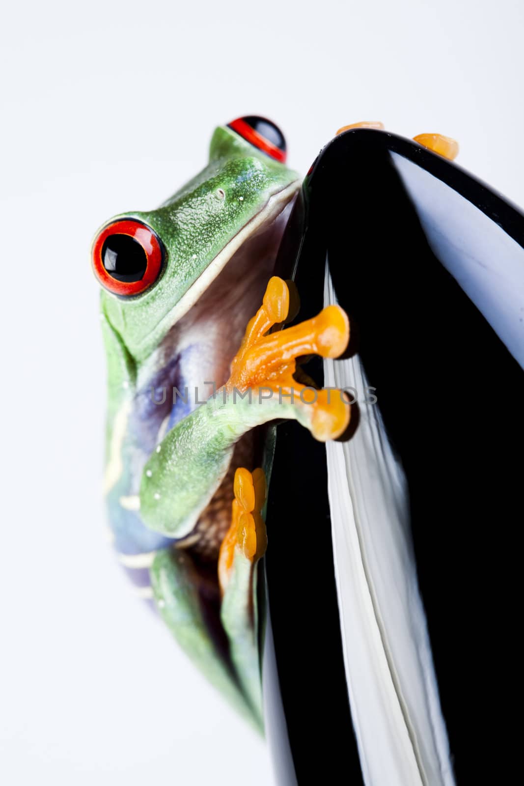 Black Rocket and green frog by JanPietruszka