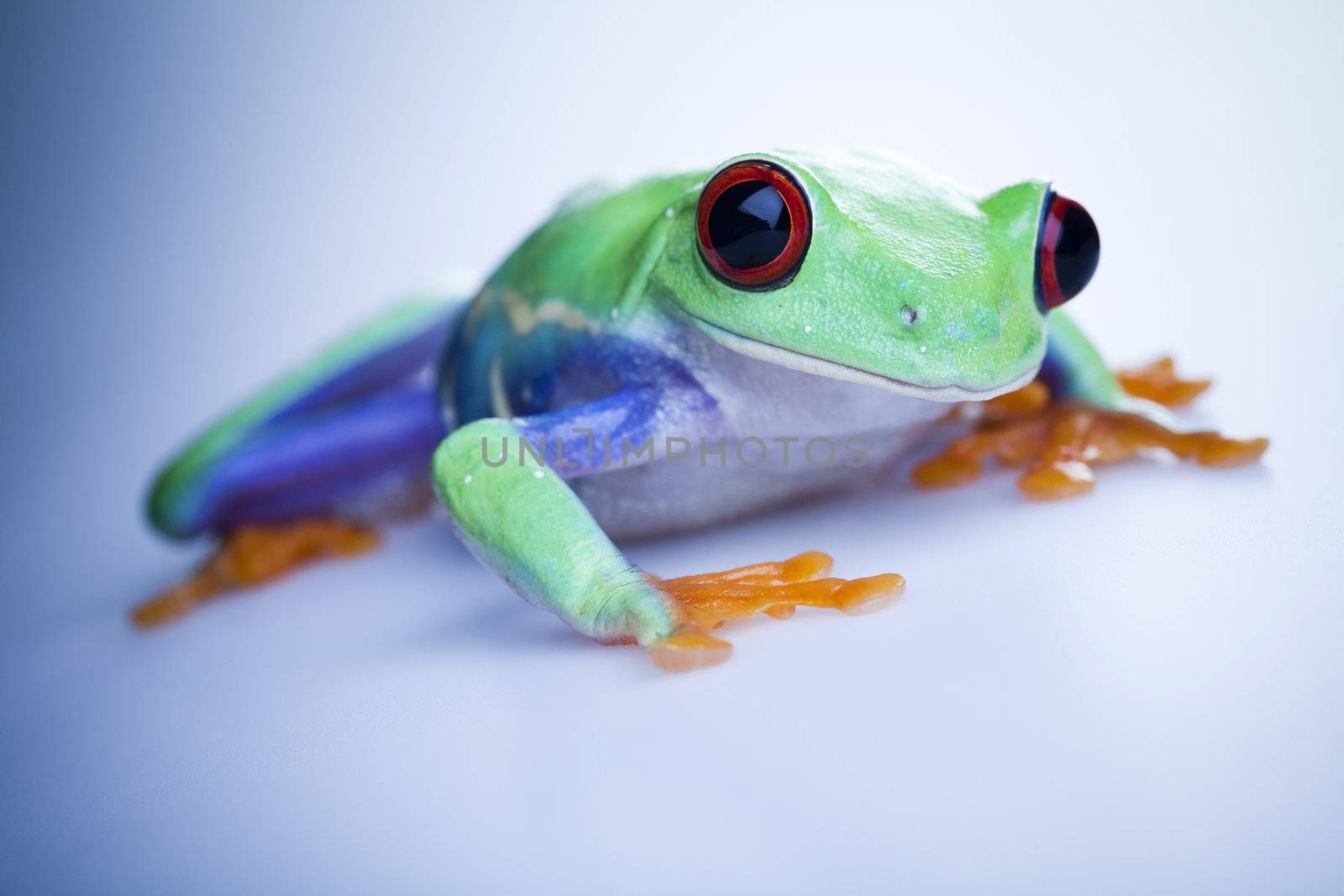 Frog - small animal red eyed by JanPietruszka