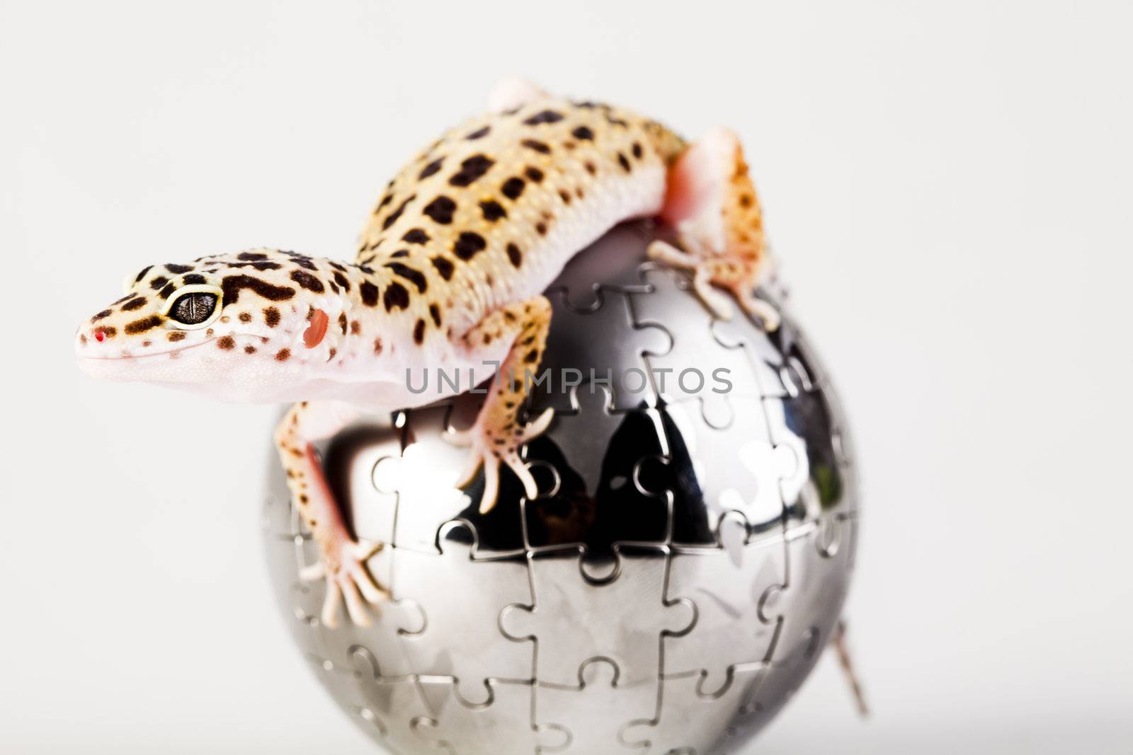 Gecko in globe by JanPietruszka