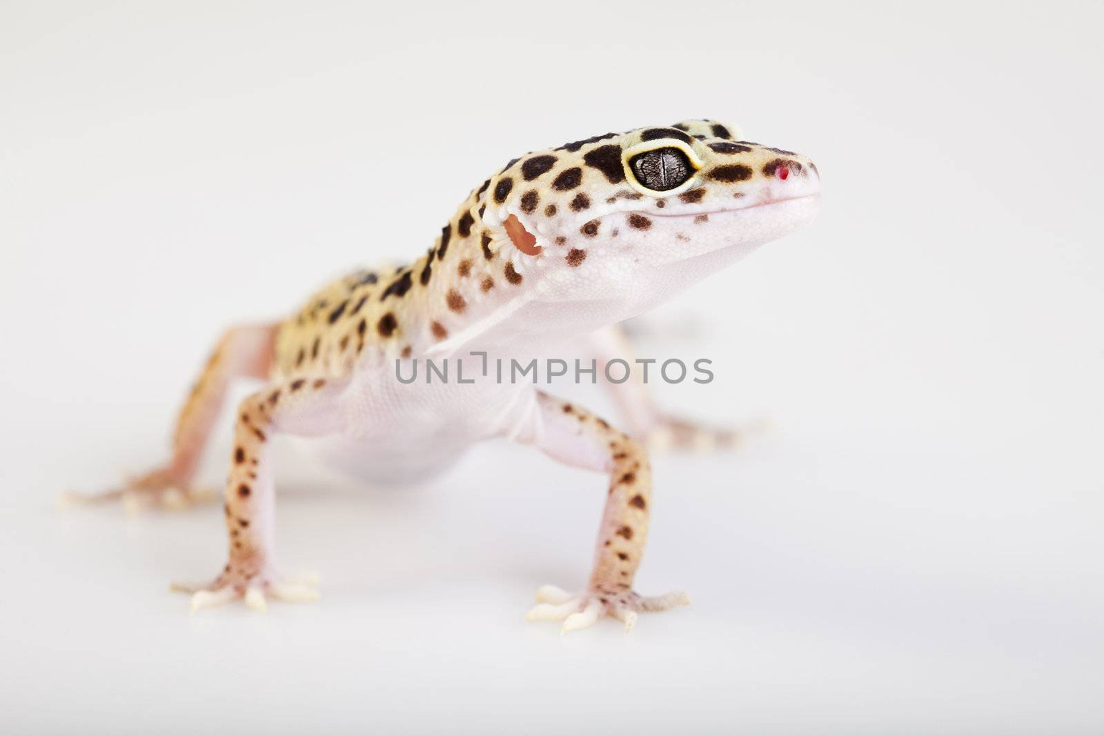 Leopard gecko by JanPietruszka