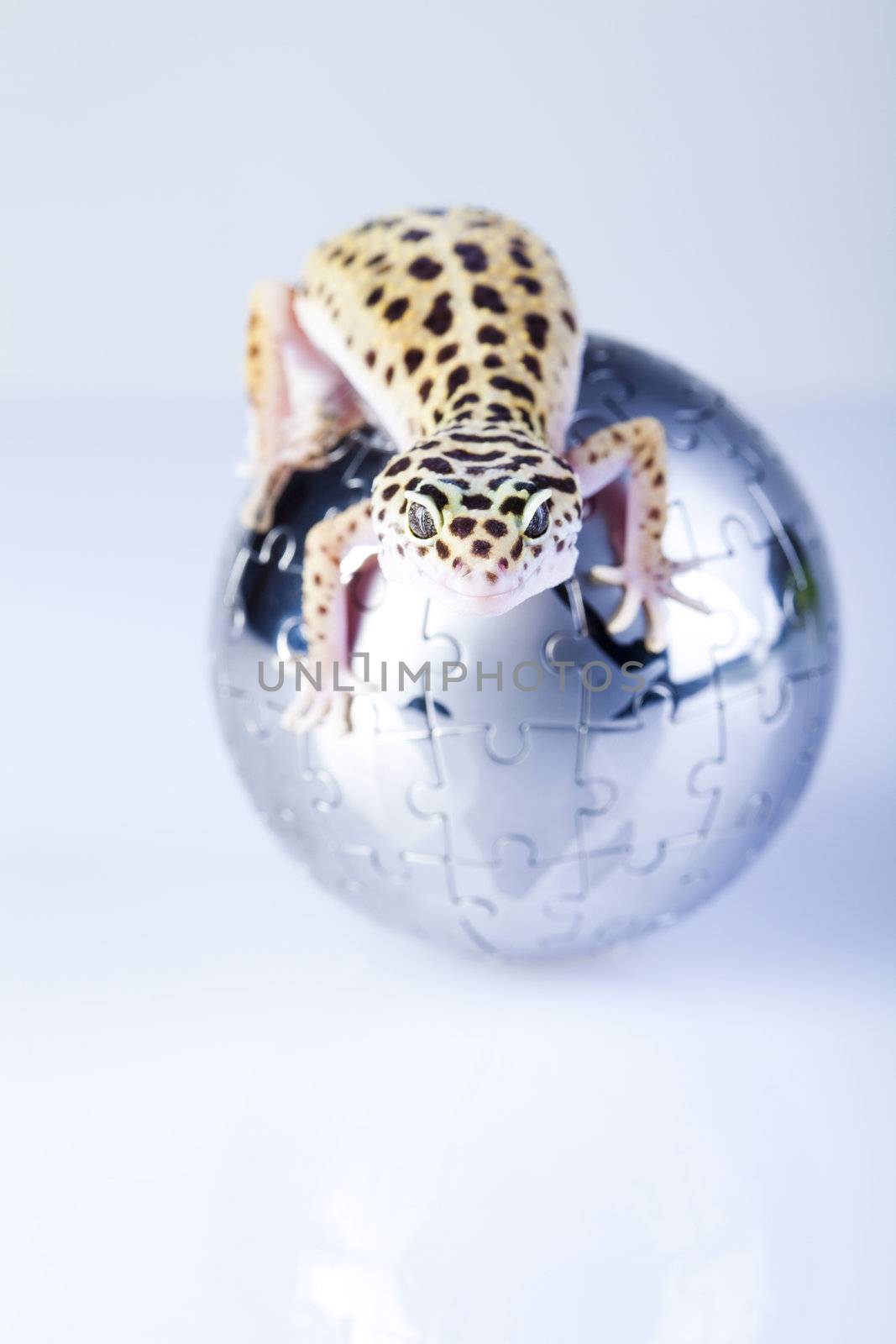 Gecko in globe by JanPietruszka