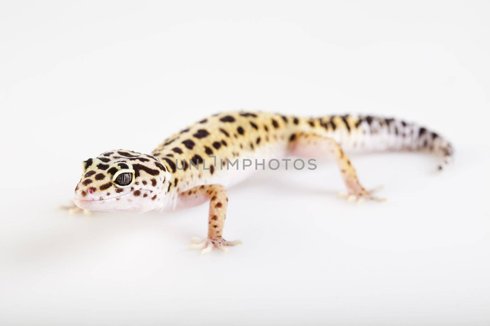 Gecko reptile by JanPietruszka