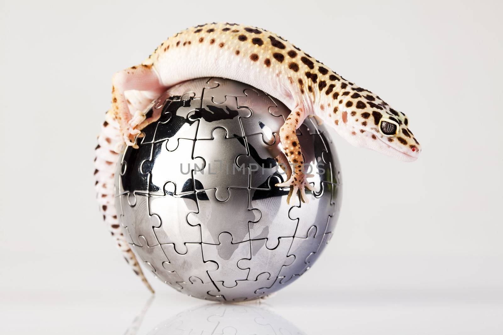 Globe in gecko by JanPietruszka