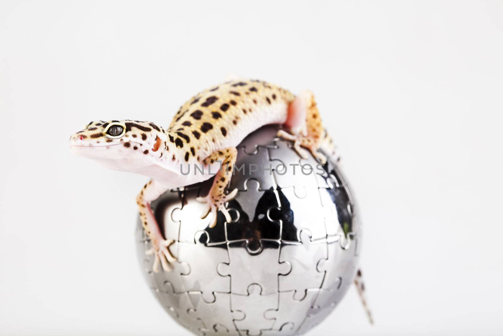 Young Leopard gecko a white background 