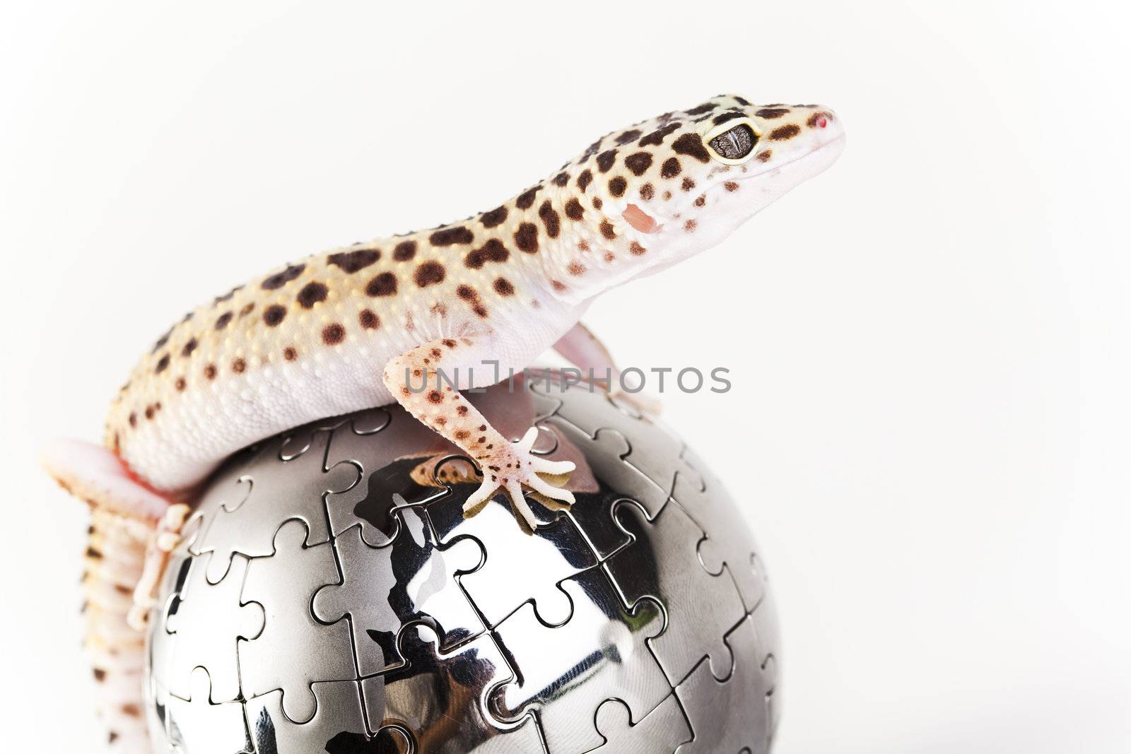 Young Leopard gecko a white background 