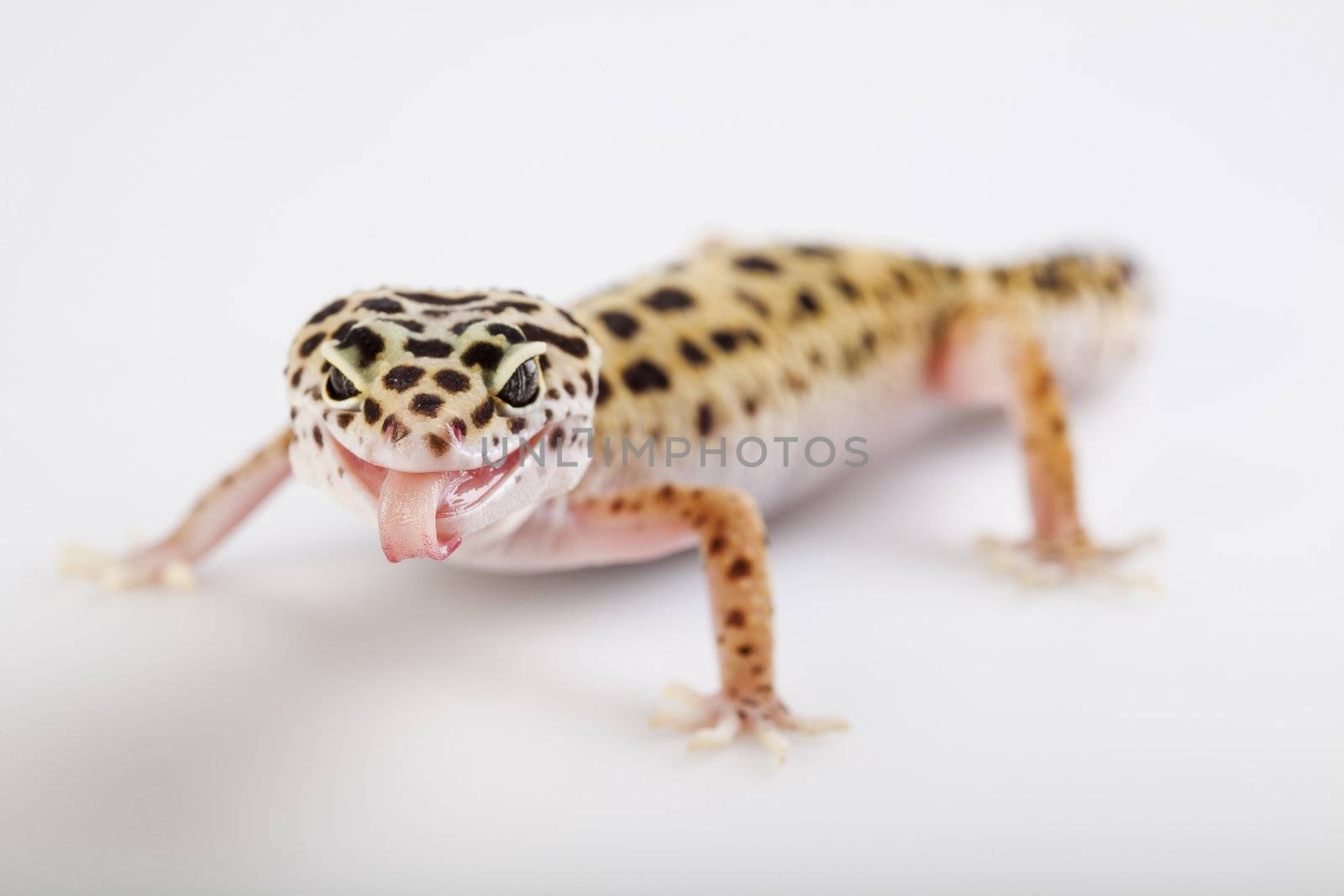 Young Leopard gecko a white background 