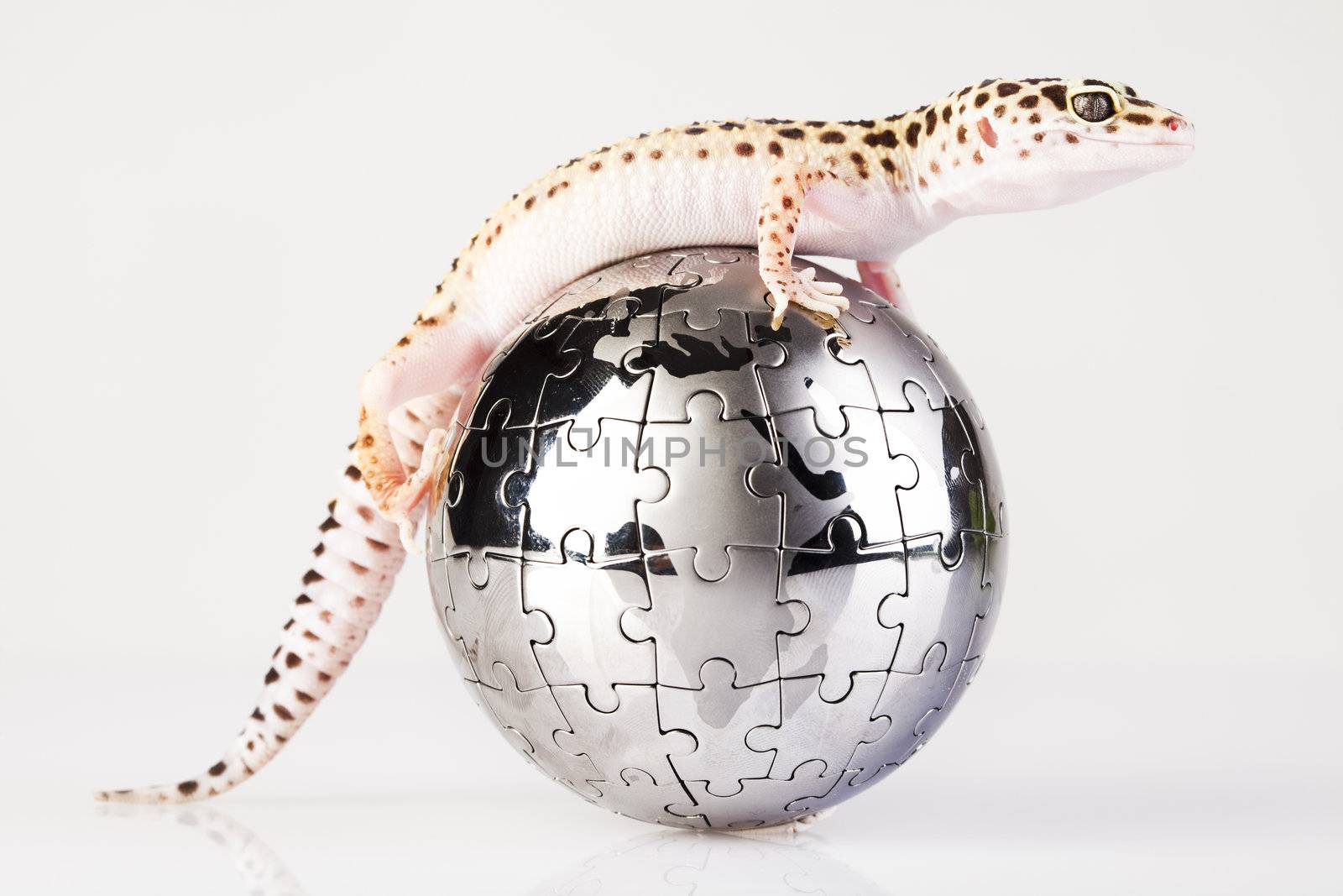 Gecko in globe by JanPietruszka