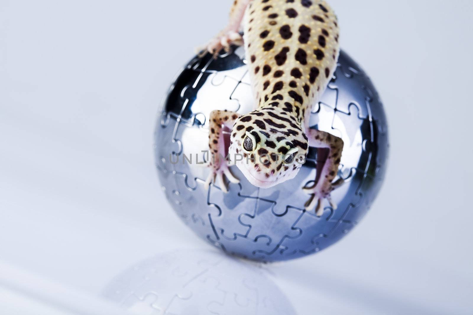 Young Leopard gecko a white background 