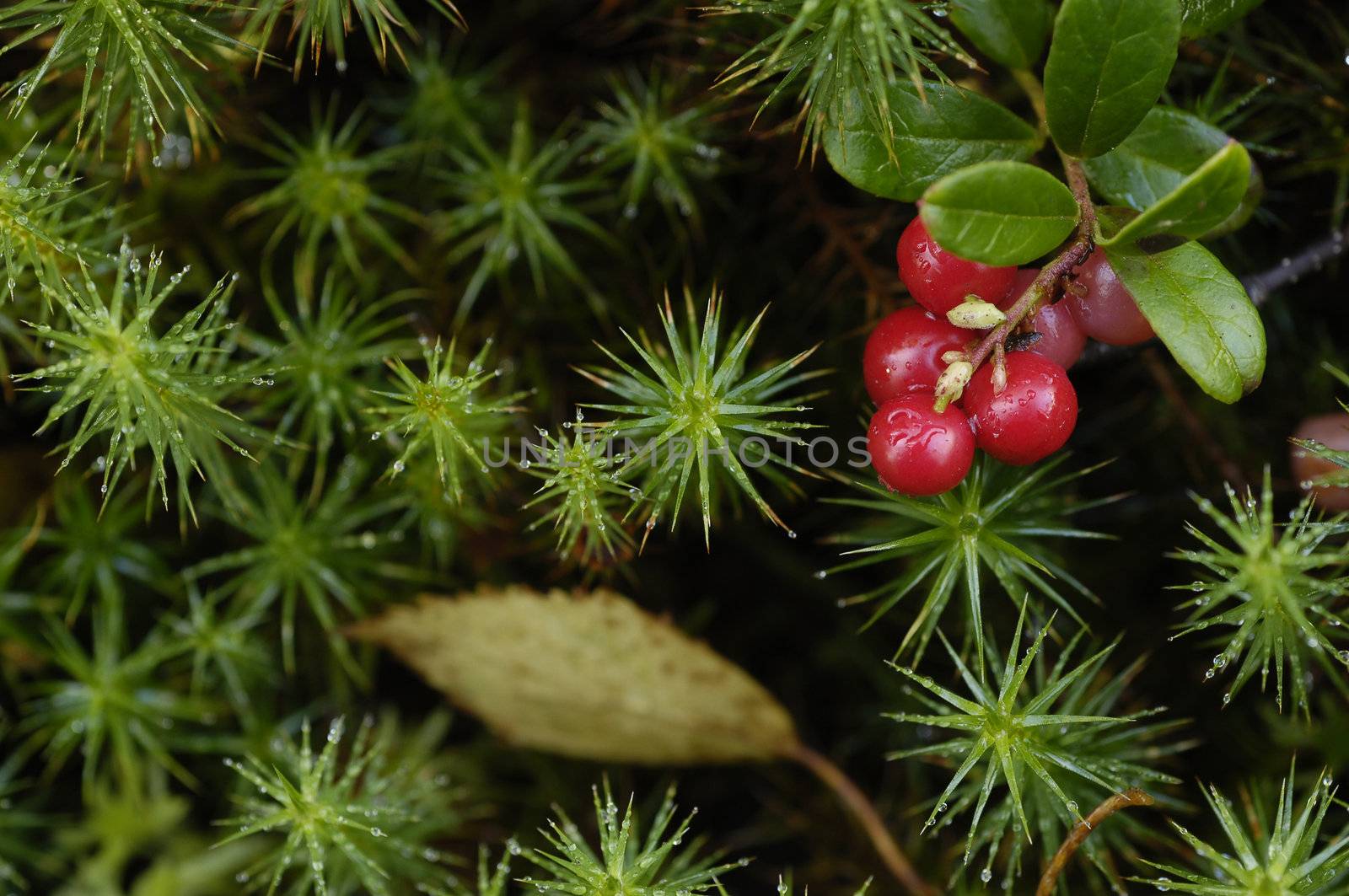 Cowberry - a wood berry.Vaccinium vitis-idaea Cowberry or Lingonberry is a small evergreen shrub in the flowering plant family Ericaceae that bears edible fruit.