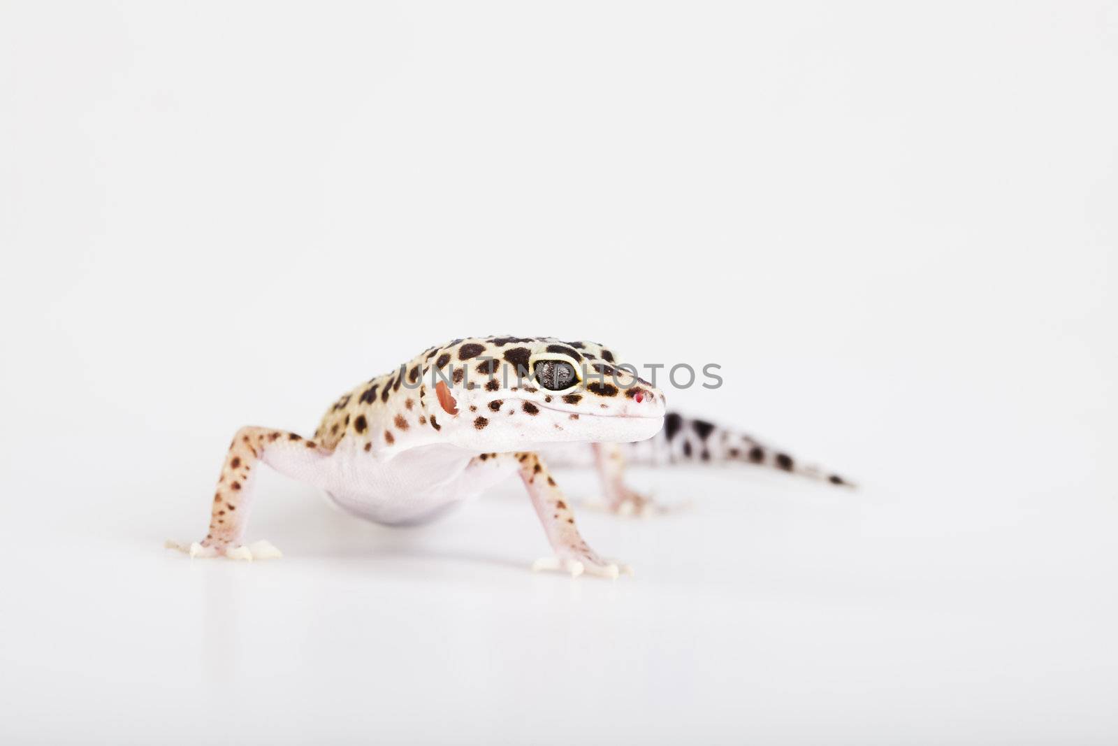 Small gecko reptile lizard by JanPietruszka
