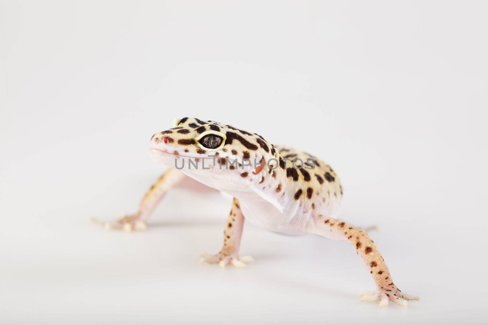 Young Leopard gecko a white background 