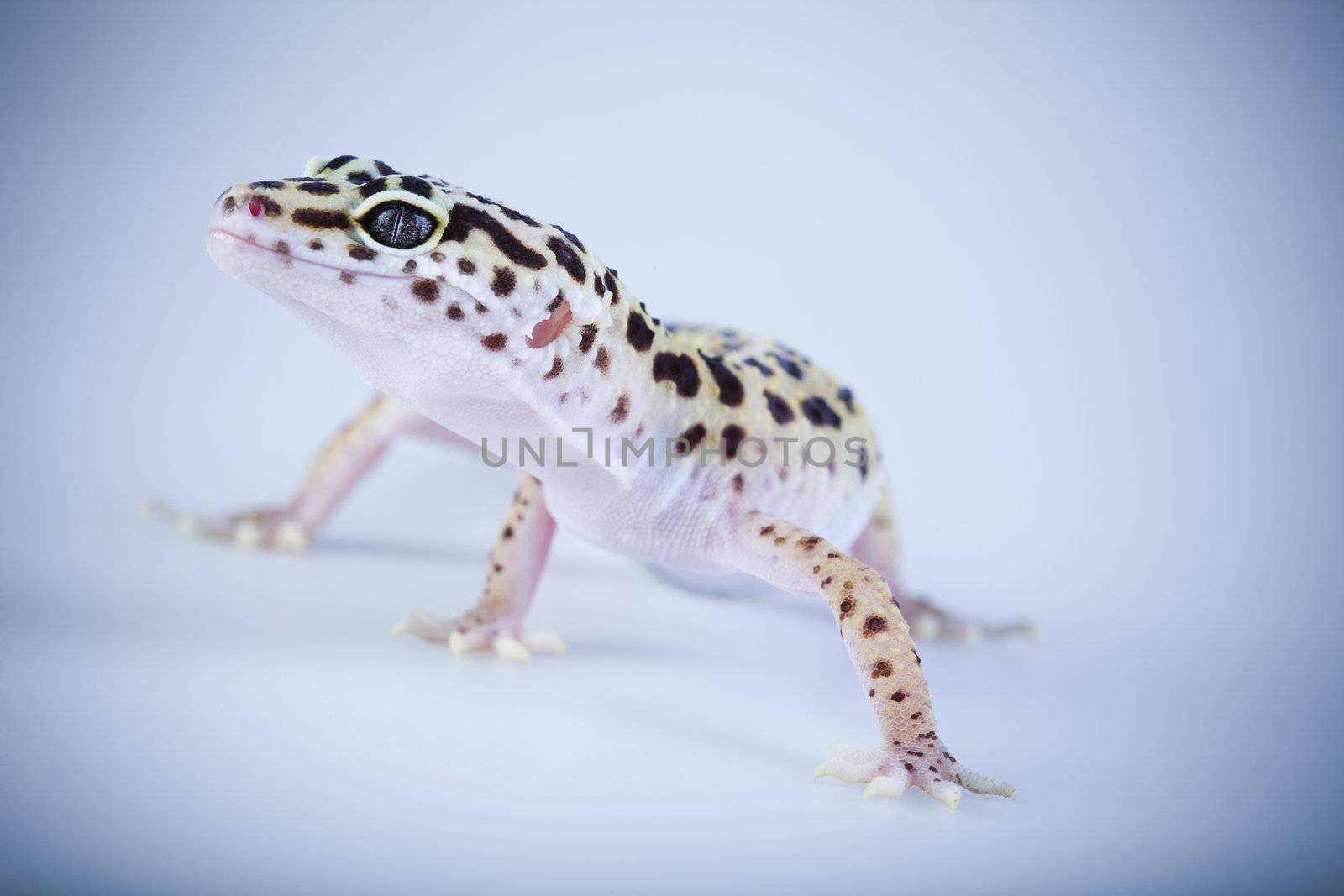 Young Leopard gecko a white background 