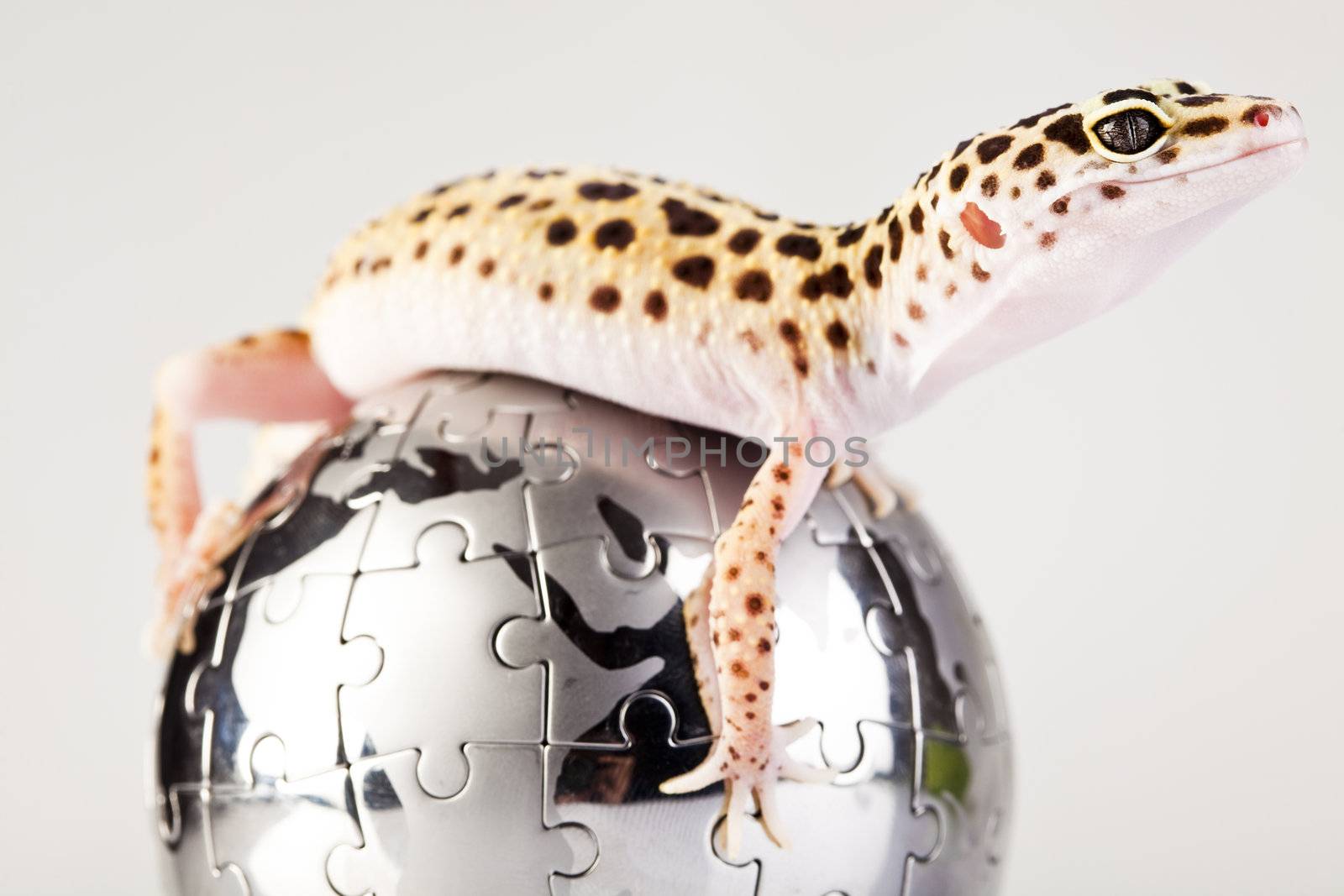 Young Leopard gecko a white background 