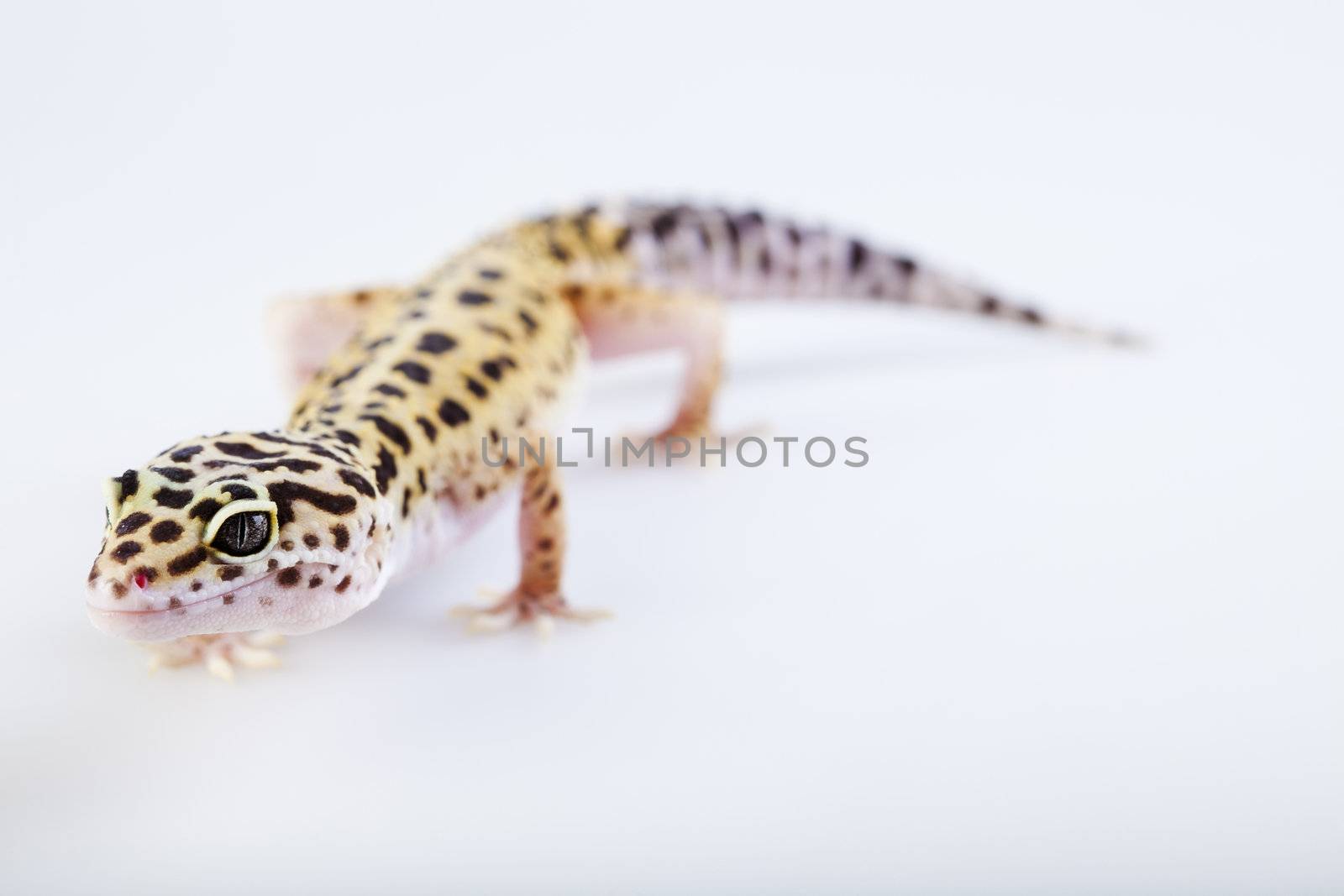 Young Leopard gecko a white background 