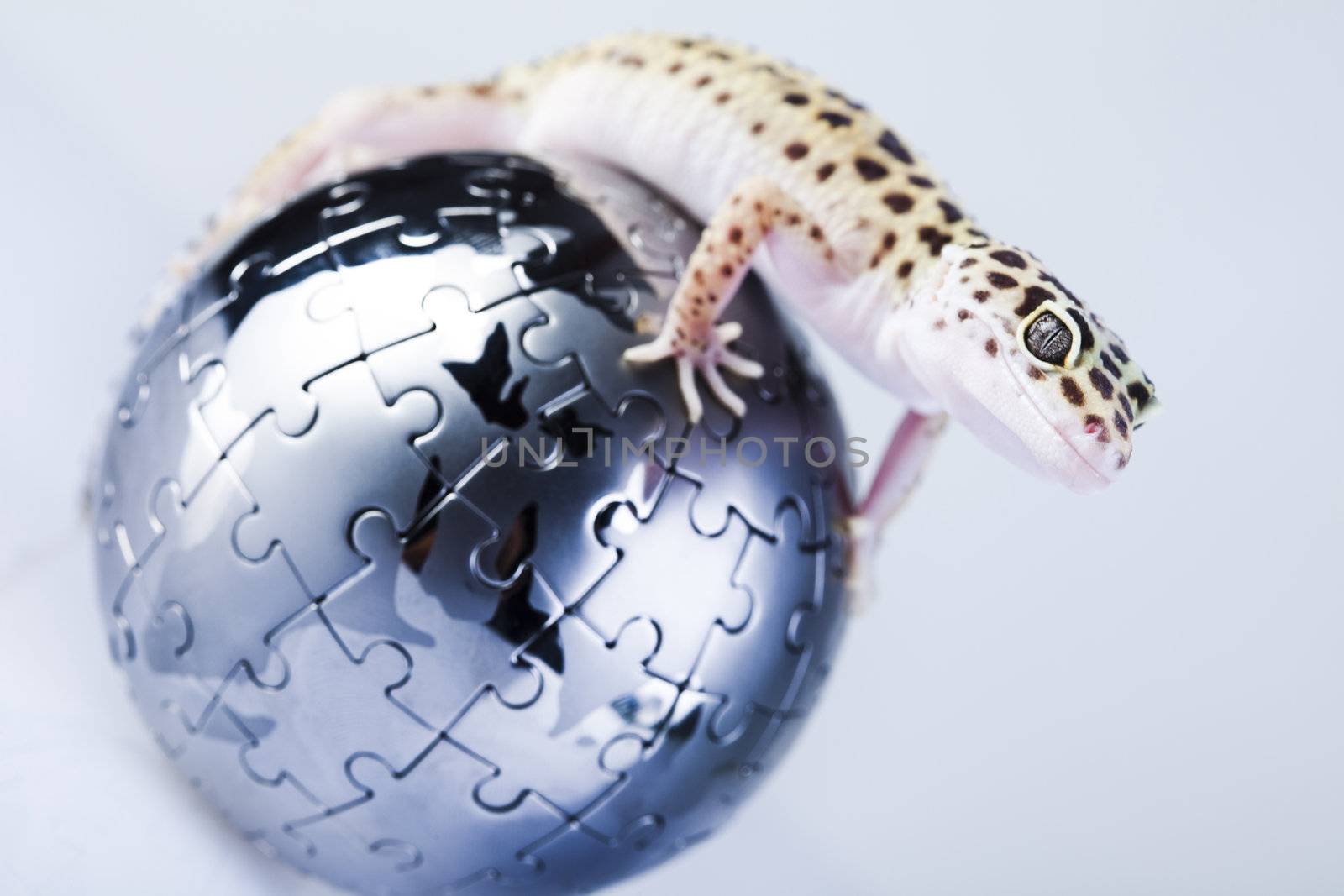 Young Leopard gecko a white background 