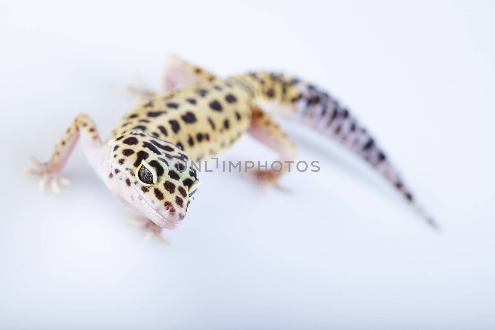 Young Leopard gecko a white background 