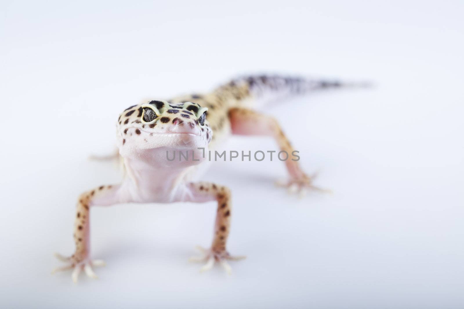 Young Leopard gecko a white background 