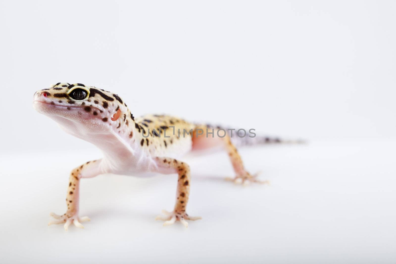 Gecko in a white background by JanPietruszka