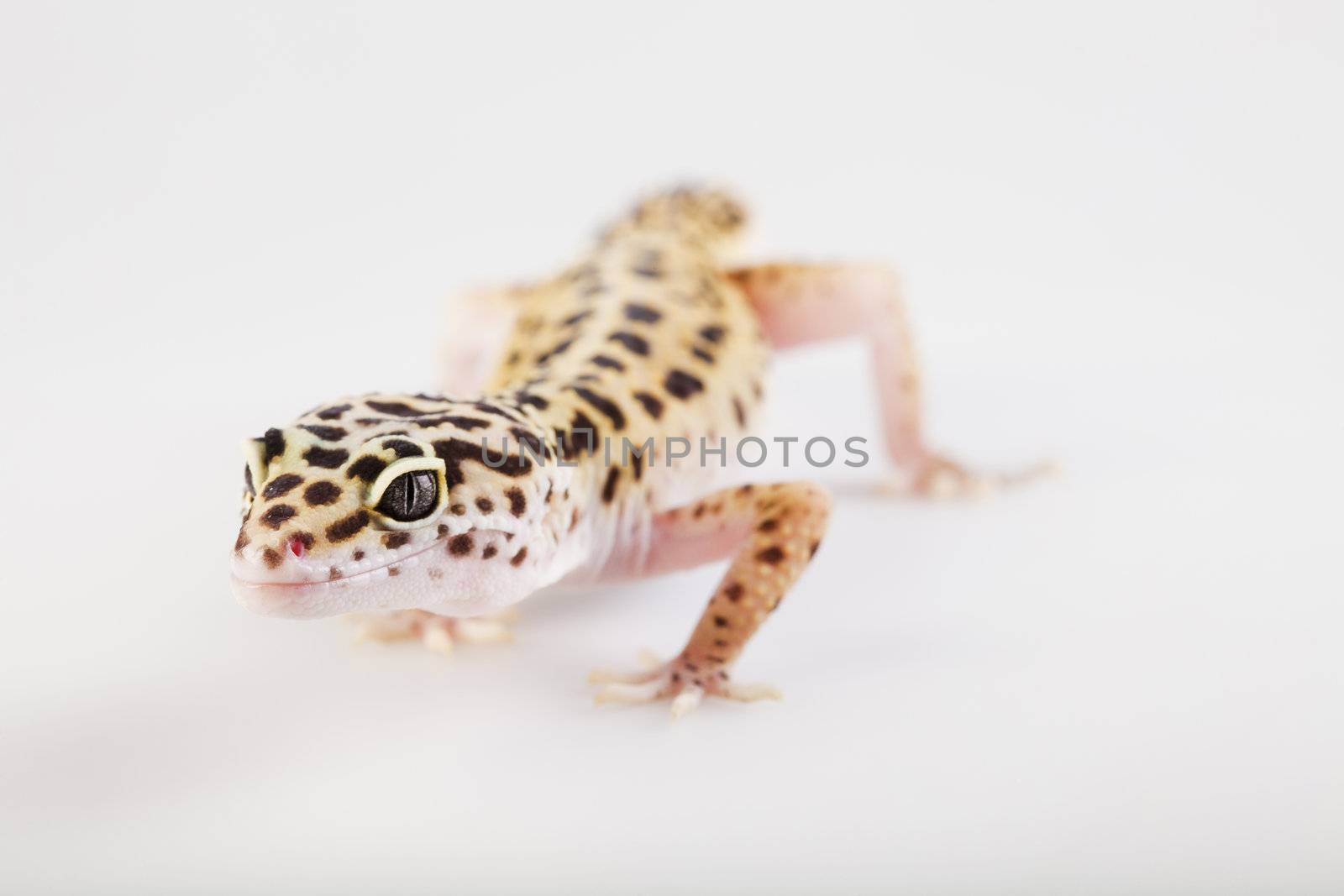 Young Leopard gecko a white background 