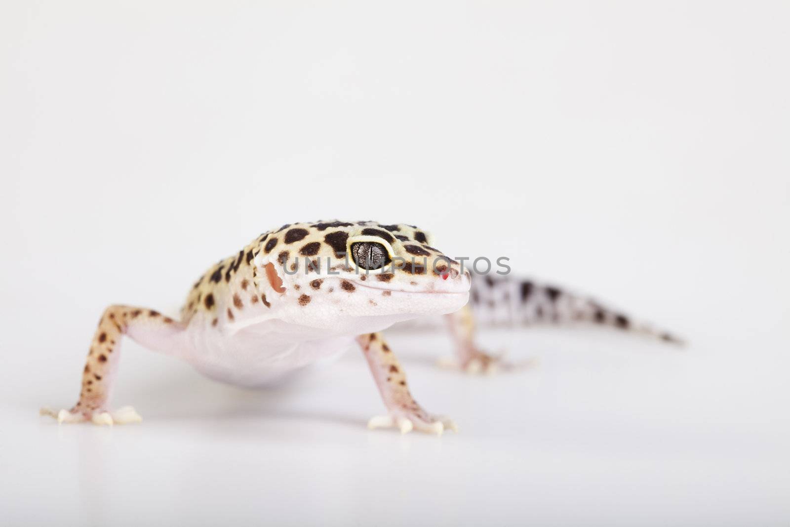 Young Leopard gecko a white background 