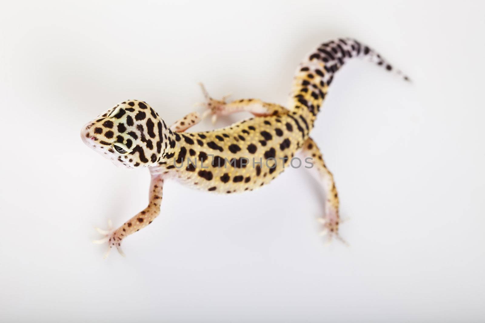 Young Leopard gecko a white background 