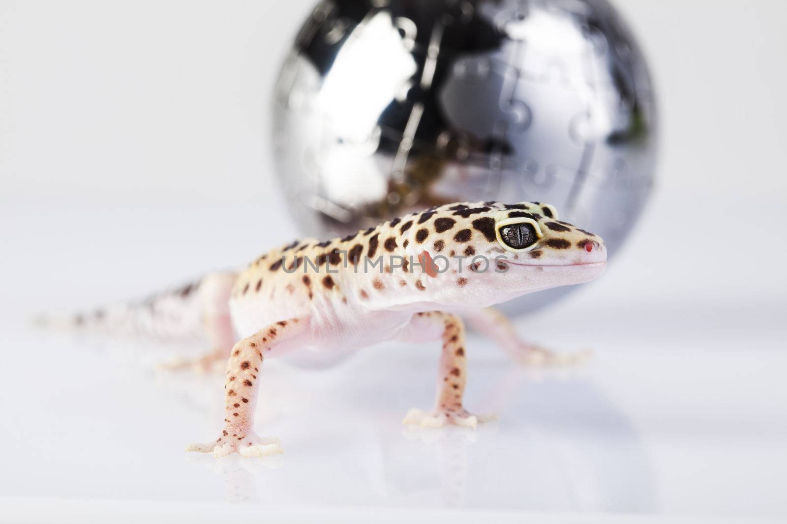 Young Leopard gecko a white background 