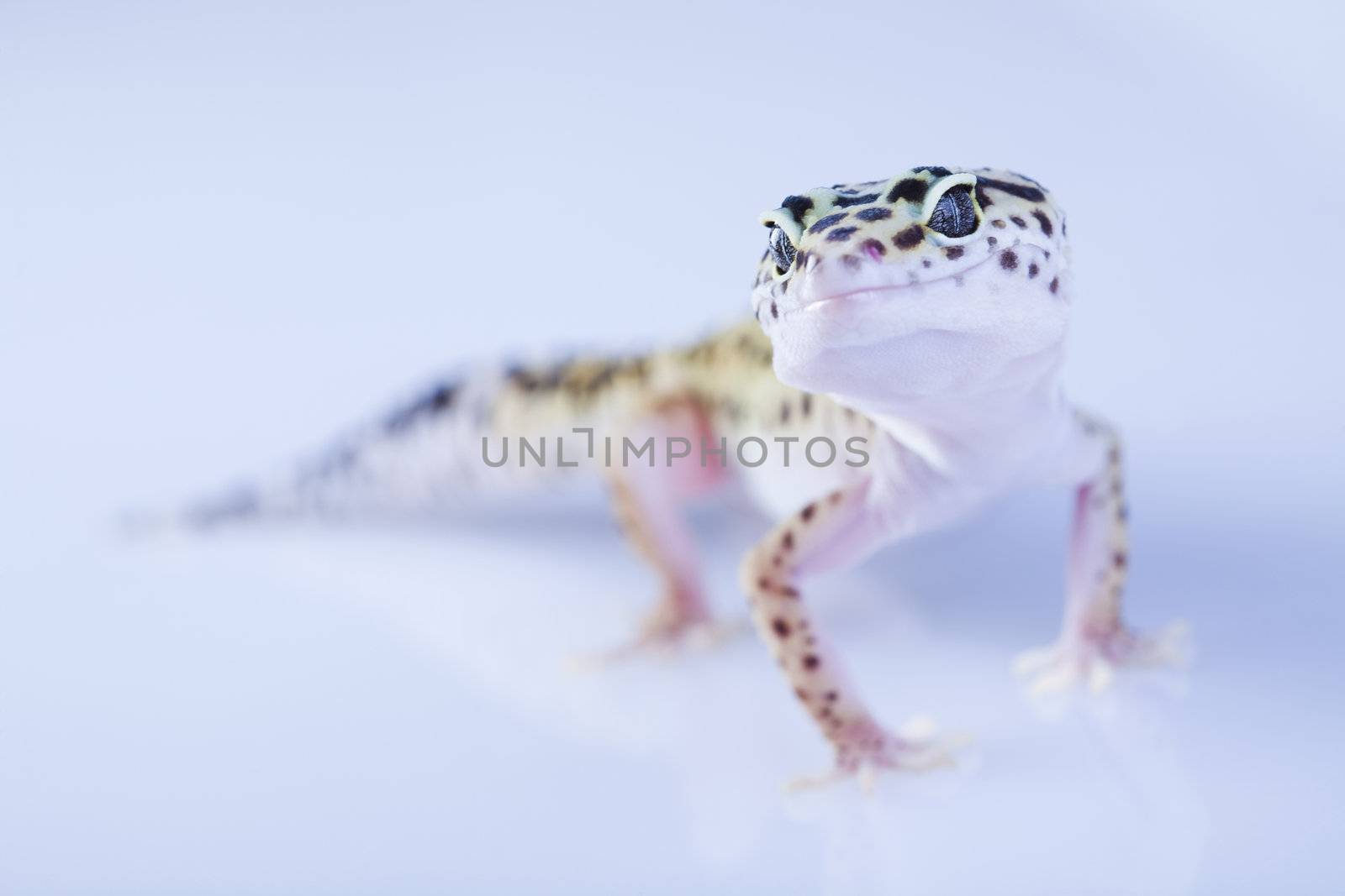 Young Leopard gecko a white background 